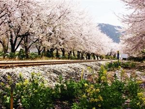 韩国赏樱之旅 邂逅最美 春花<em>女王</em> -济州岛,油菜
