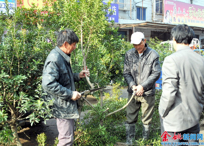 季节到,瓜果苗木旺销-杨梅,三七,市镇,农贸市场