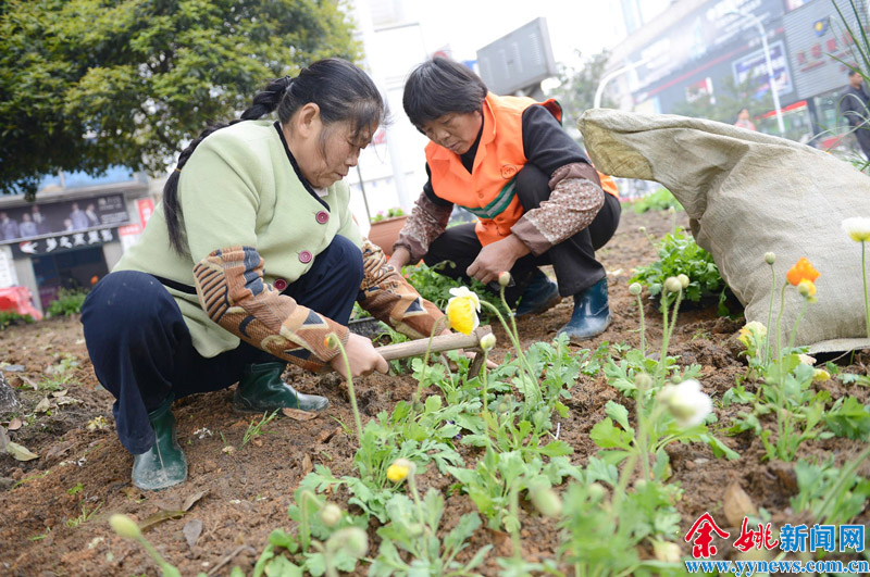 巴中通江：油茶种植忙家产添新绿