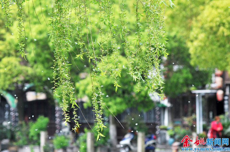 柳絮纷飞-纷纷扬扬,好天气,柳絮飞,两岸,余姚