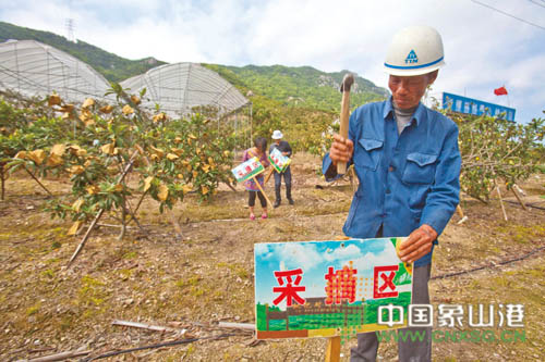 新桥枇杷节本月25日举办