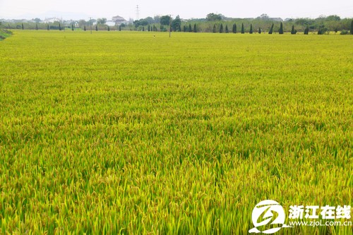 吴兴区八里店南片 科技注入产业升级