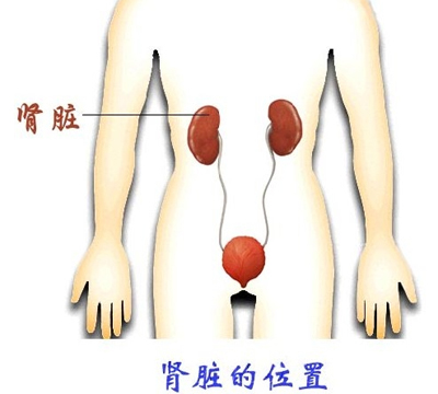 你知道肾脏在人体中的位置吗? - 肾位于人体哪个部位深海里的星星全文阅读 