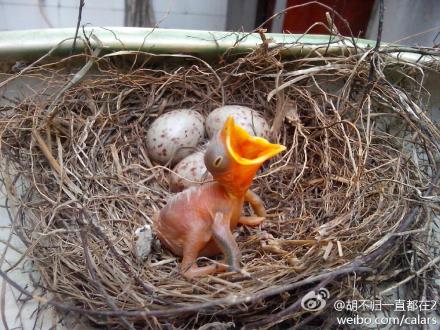 鸟窝的树图片大全下载; 树上掉下个鸟窝 小鸟嗷嗷待哺的样子好可怜
