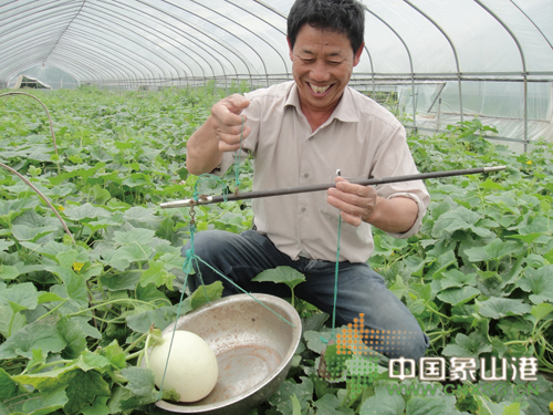 点击图片可在新窗口打开 四季果园泰国“蜜天下”近期上市