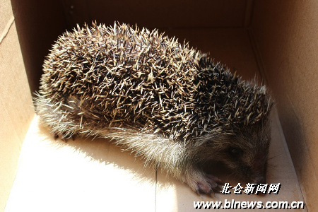 小刺猬被放归山林-工作人员,通讯员,镇政府,不