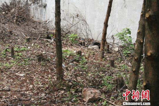 杭州世茂房产违规砍伐千余平米公园树木 城管