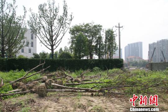 杭州世茂房产违规砍伐千余平米公园树木 城管