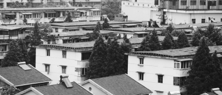 高塘一村大树茂盛高过楼顶