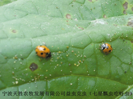 天胜农场:请植物学研究生当虫虫保育员-微生