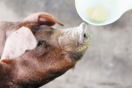 国内生猪市场行情好转 宁波猪肉价格稳步反弹