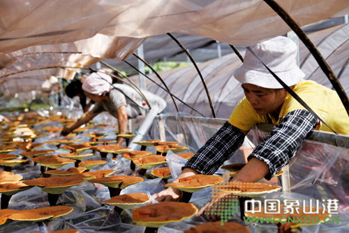 深山幽谷育仙草 象山县成功引种仿野生灵芝-