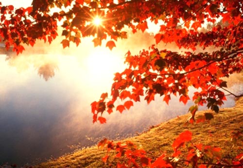 假期 秋季出游必备药品(组图)-急性扁桃体炎,呼