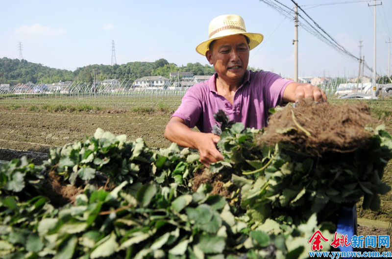 草莓种植基地-草莓,种植,前几天,承包地,一处