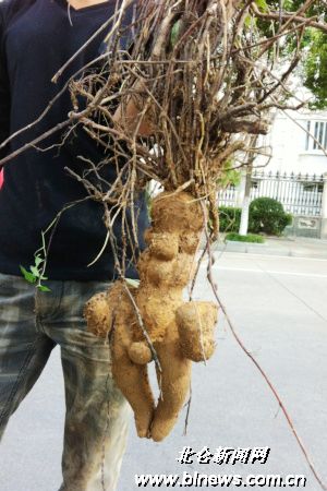 北仑大榭二桥工地挖出人形何首乌?-何首乌,小