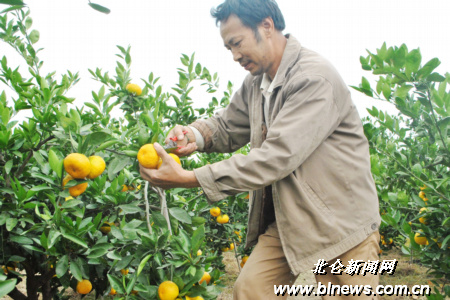 江家山橘子品种是崎久保、市文 都属于特早熟