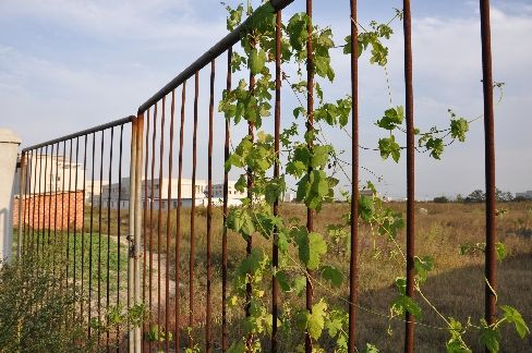 江苏东台开发区千亩土地被圈占 抛荒10余年-抛