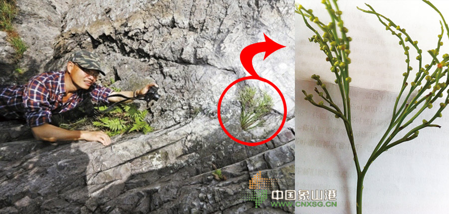 花岙岛发现植物"活化石"松叶蕨