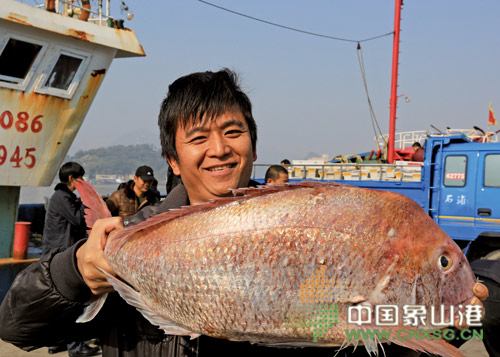 石浦渔民捕获一网金鲷鱼-一网,鲷鱼,24.50,16.5