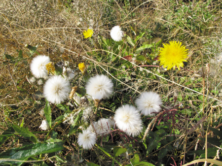 植物世界中 种子传播方式极具智慧-蒲公英,植物