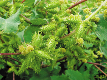 植物世界中 种子传播方式极具智慧-蒲公英,植物