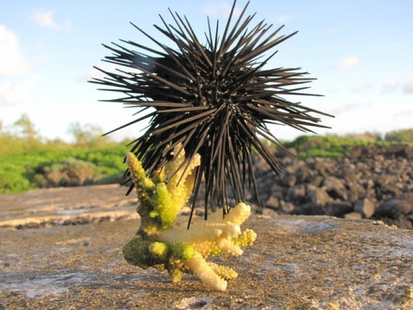 挑战味觉极限之重口味 盘点世界食物之最-韩国