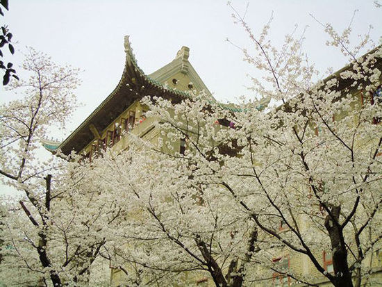 在武汉 淋一场芳香旖旎的樱花雨-樱花雨,晴川阁