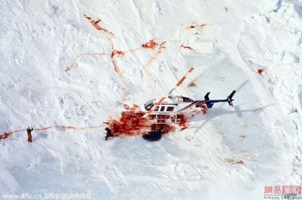 令人发指!加拿大残忍猎杀海豹过程-加拿大,当地