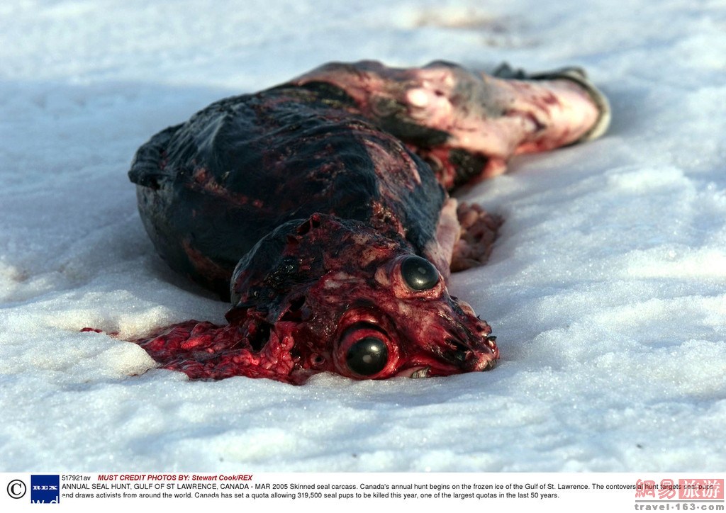 令人发指!加拿大残忍猎杀海豹过程-加拿大,当地