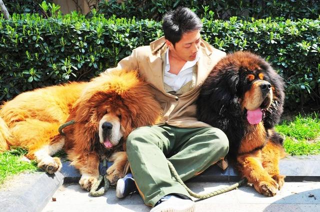 惊天交易卖出狮王血统藏獒 两只售价1800万