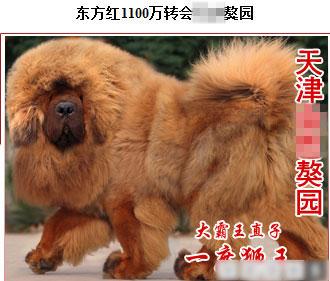 惊天交易卖出狮王血统藏獒 两只售价1800万