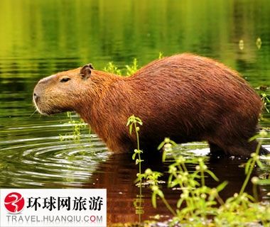 猎奇美食快来尝 全球十大黑暗料理-马奶酒,ken