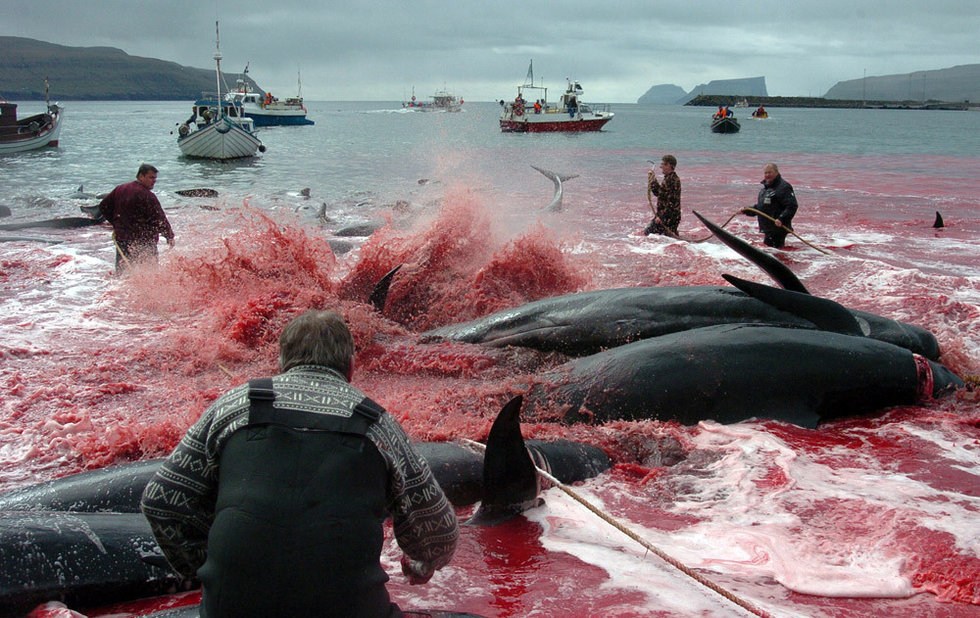 残忍的传统 日本人的捕鲸文化-日本人,传统文
