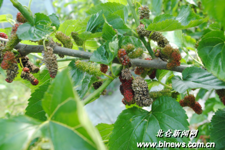 北仑多家桑果园出现