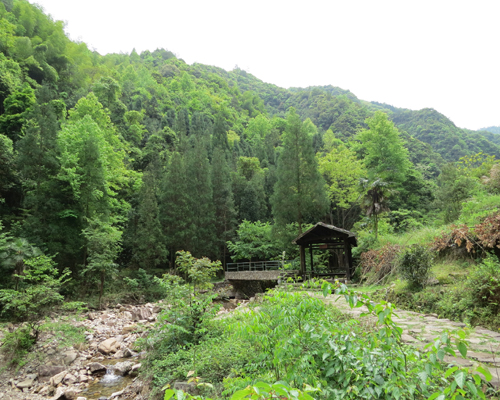 仙居淡竹原始森林