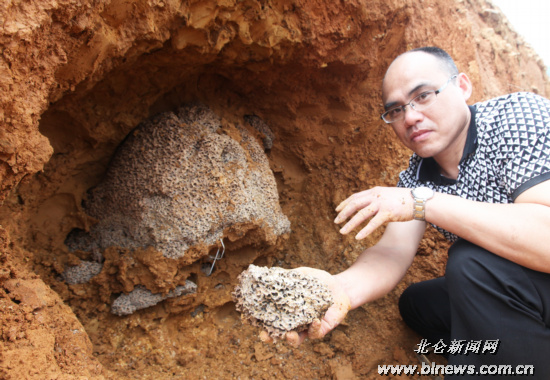 溪岙岭附近山脚边挖出五年来最大白蚁巢