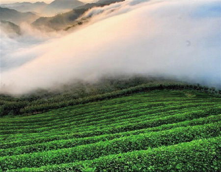 四明茶韵