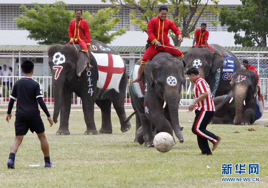 大象也踢世界杯 绿茵场上秀脚法-世界杯,足球