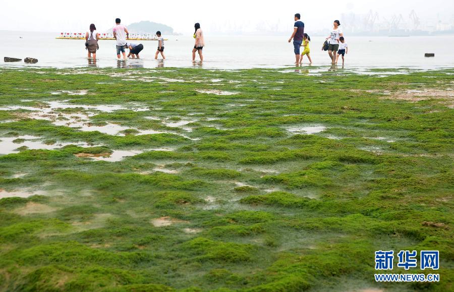 江苏连云港多处海域出现大面积浒苔-江苏,海滨
