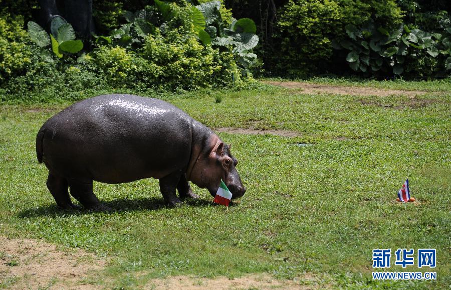 动物争当世界杯预测帝-世界杯,预测帝
