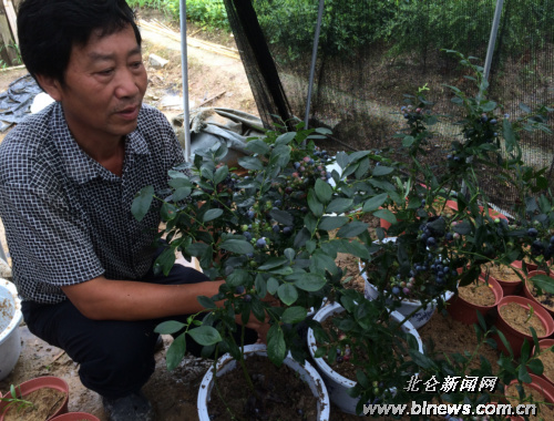 春晓农户推出盆栽式蓝莓 既能观赏又能食用-产