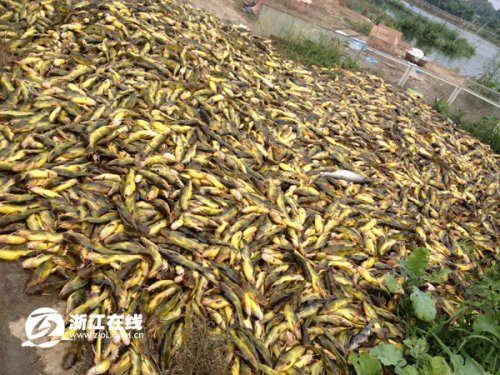 浙江一乡镇凌晨停电憋死240万斤鱼 农户损两千