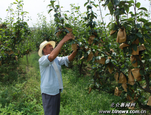 白峰翠冠梨种植户王信定:自己种得好,还指导别人种