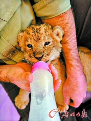 悉尼暖男家养萌狮 任由三只小狮子在客厅或房