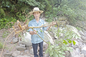 四明山有种神奇的牛奶树切开树皮会流出白色乳汁