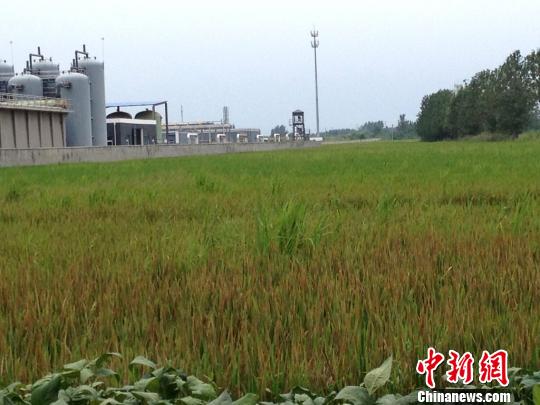 江苏宿迁一工厂周边稻田枯萎 村民疑偷排废气