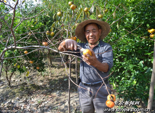 今年柿子成熟早长得好 可惜门前屋后柿子树越