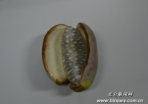 小港三叶木通开摘 味道类似芒果香蕉的结合体