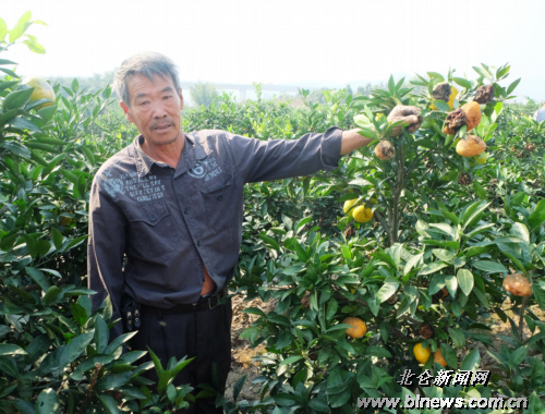 大碶湖塘一橘园成片烂果 临近下市难究原因-下