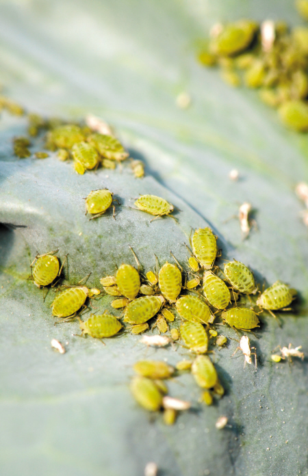 瓢虫吃蚜虫 宁波部分农场以虫治虫避用农药-